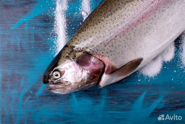 Свежая рыба форель