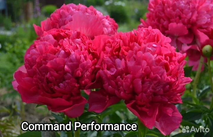 Пионы корневища