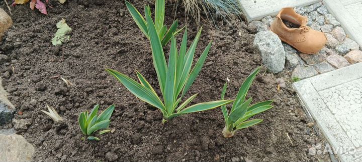 Юкка вариегатная садовая, зверобой декоративный