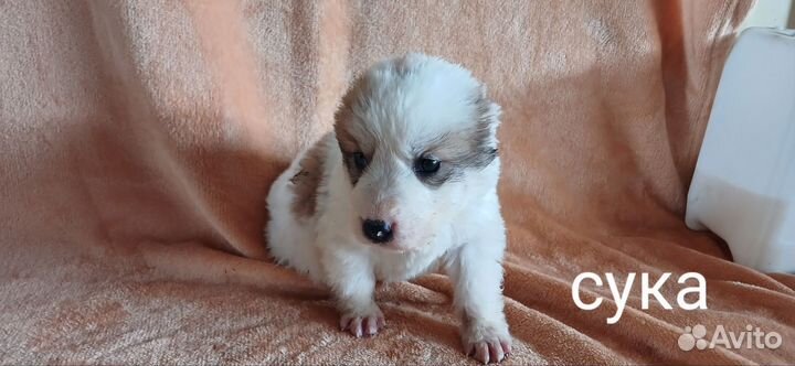 Среднеазиатская овчарка алабай щенки