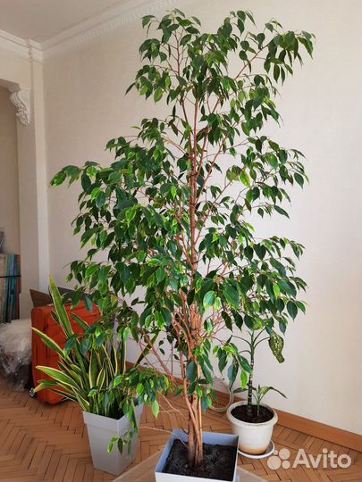 Фикус Бенджамина 230 см и комнатные растения