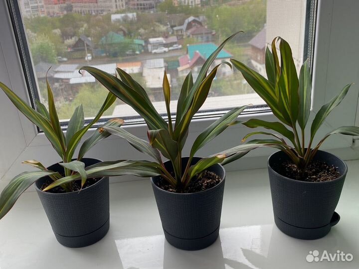 Комнатное растение Кордилина