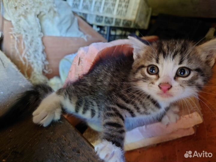 Отдам кота в добрые руки