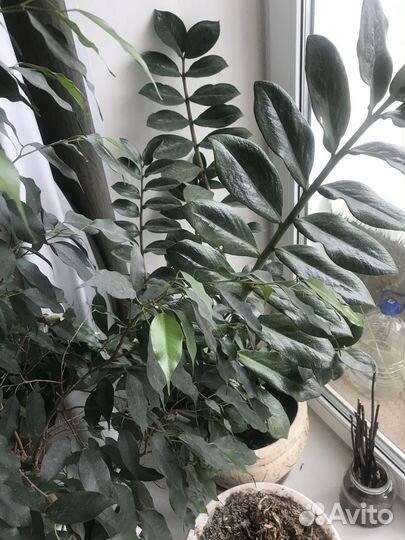 Фикус и другие растения взрослые