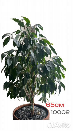 Фикусы разных сортов