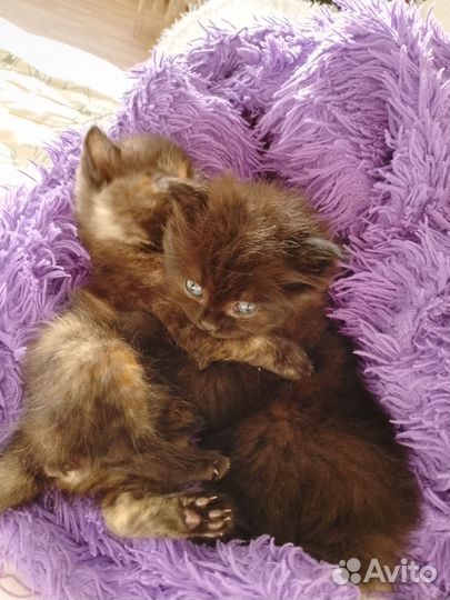 Кошка