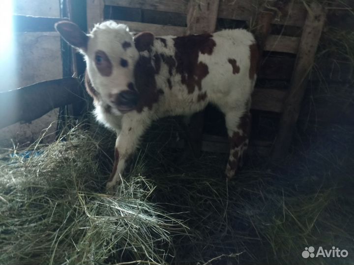 Телята, телки и бычки