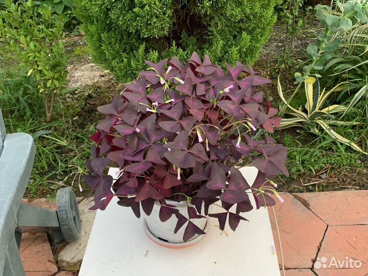 Кислица оксалис