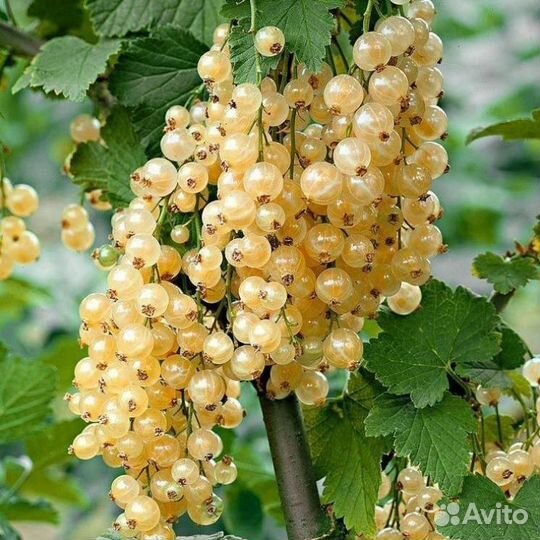 Белая смородина