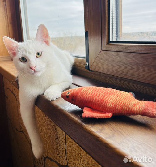 Милый котенок ищет дом