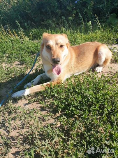 Небольшая собачка ищет дом в добрые руки