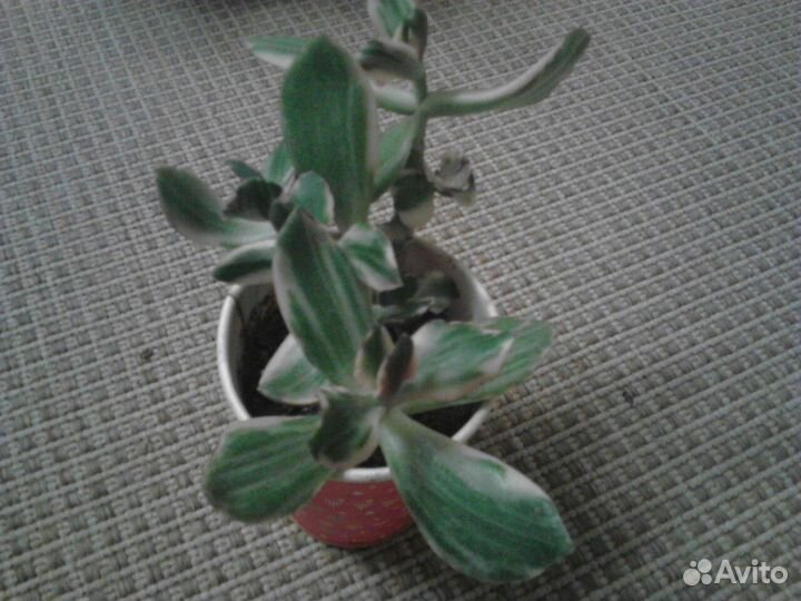 Продам комнатные цветы