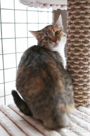 Молоденькая кошечка нуждается в доме