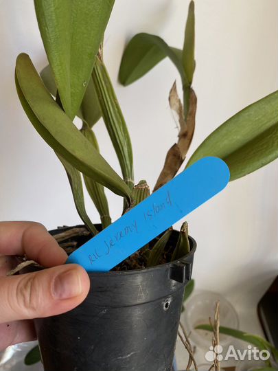 Каттлея темная ароматная