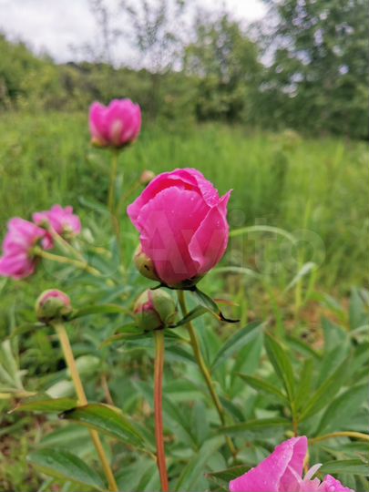 Участок 16 сот. (ИЖС)