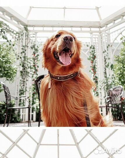 Ошейники и поводки Louis Vuitton