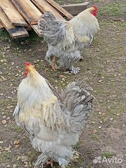 Петух брама