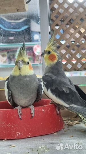 Попугай корелла самец