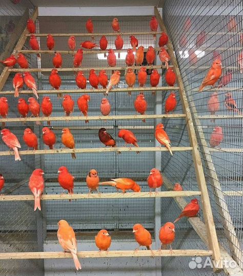 Кенары муаровые, красные,оранжевые