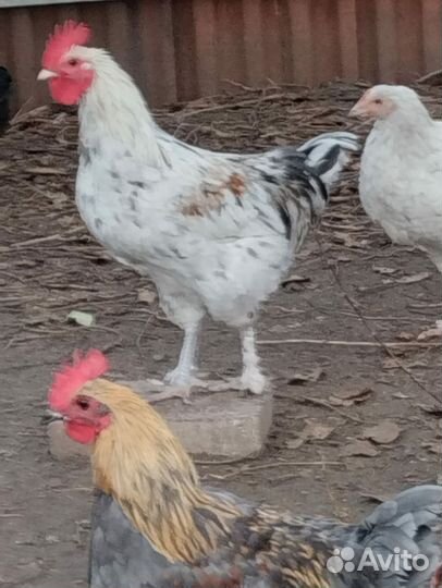 Петухи маран,амераукана и др