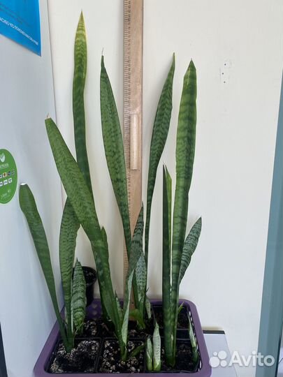 Сансевиерия зейланика