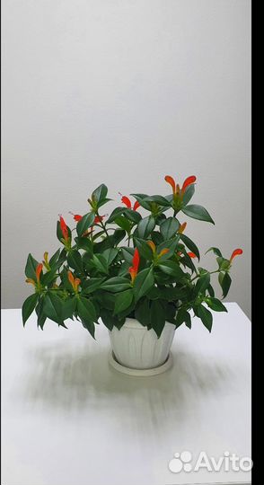 Эсхинантус экзотичный цветок