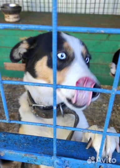 Спасите Фриду