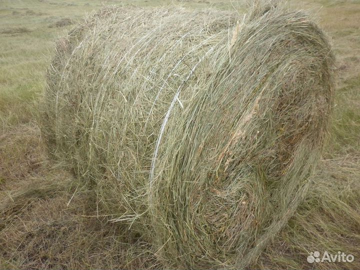 Сено в рулонах
