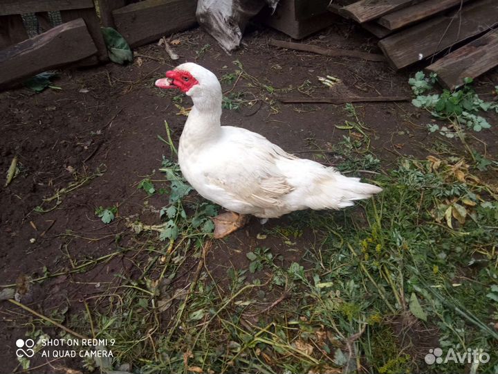 Мускусные утята