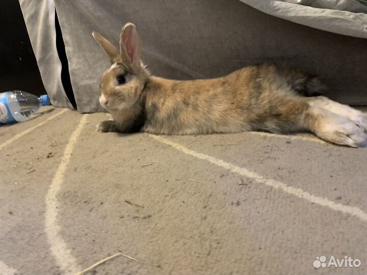 Декоративный кролик в добрые руки