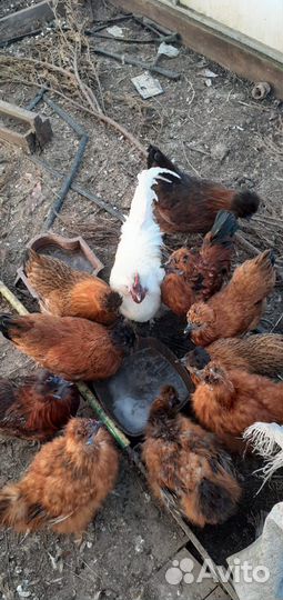 Петух китайский шелковый,декоративные кохинхины