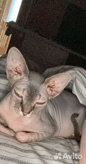Канадский сфинкс девочка