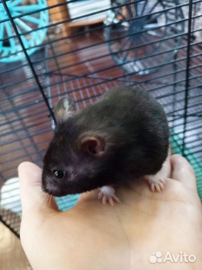 Хомяк с клеткой