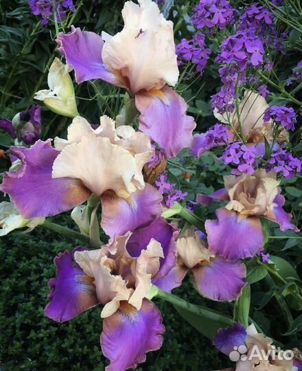 Ирисы бородатые