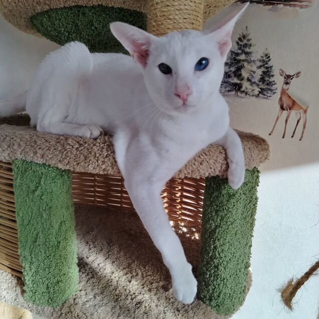 Ориентальный, взрослый кот