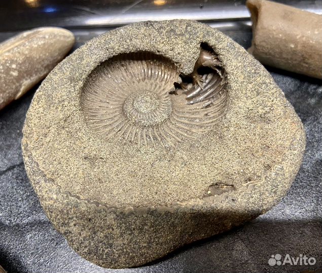 Древние окаменелости животных и кораллов