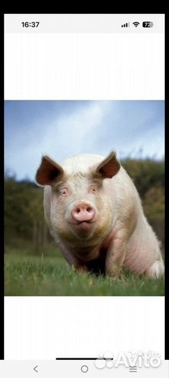 Свинина на мясо