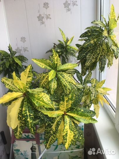 Цветы комнатные