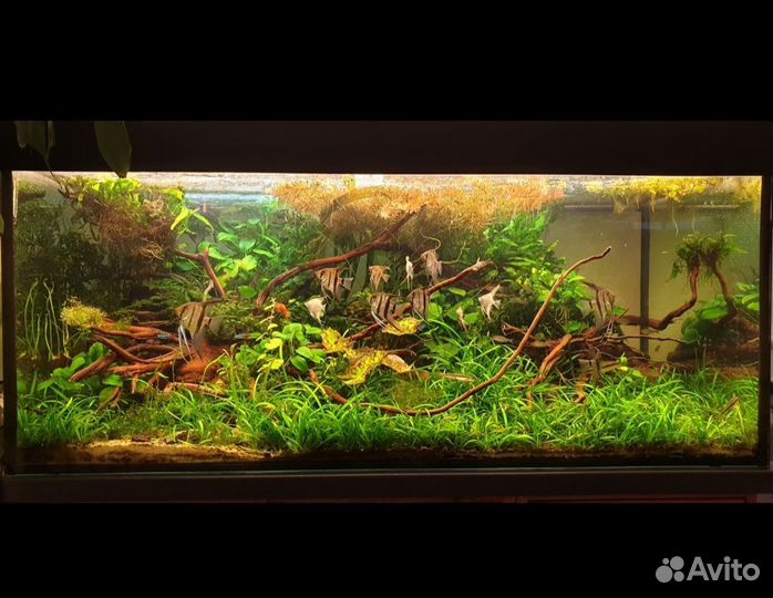 Аквариум