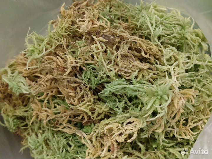 Мох сфагнум