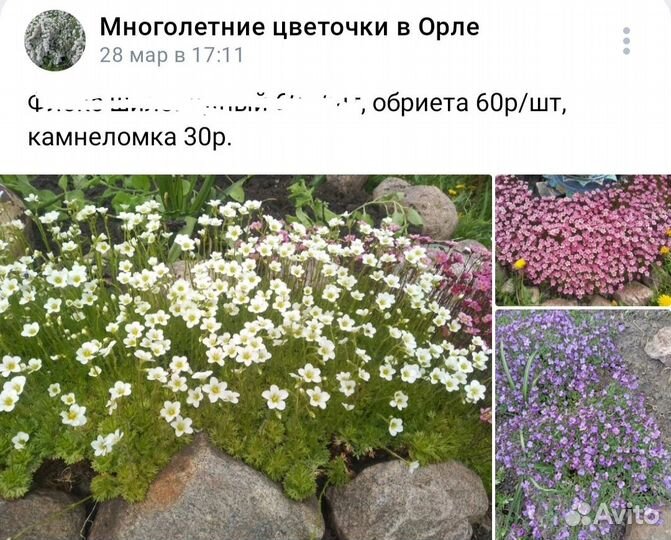 Многолетние и однолетние цветы, малина, клубника