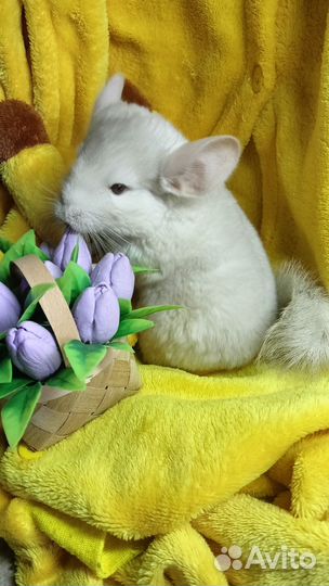 Шиншилла