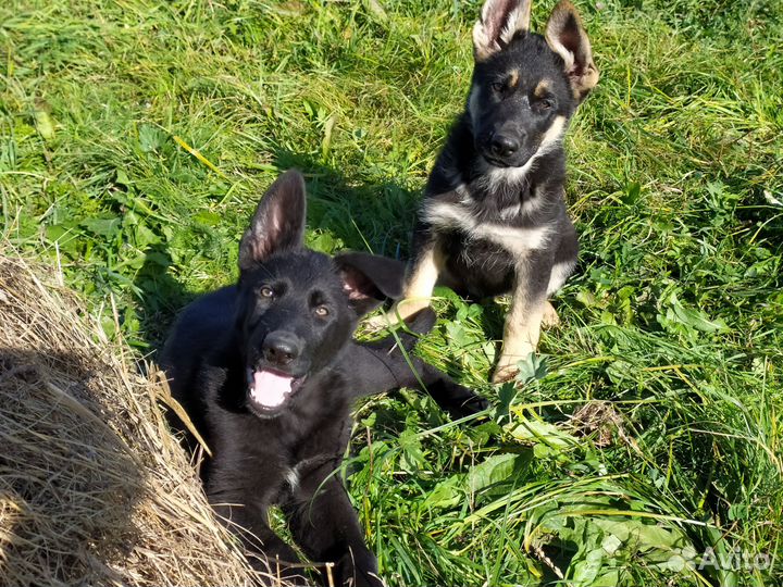 Щенки немецкой овчарки рабочего разведения