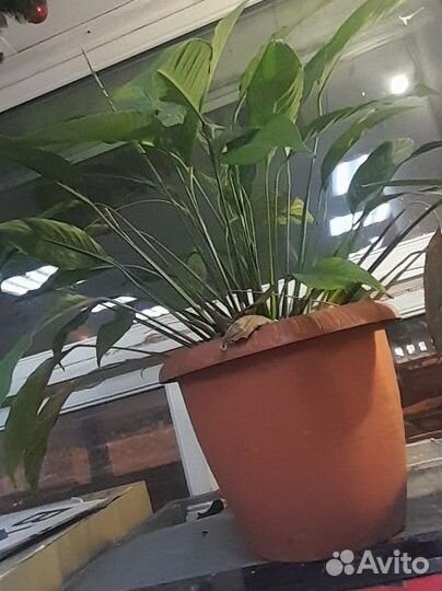 Спатифиллум