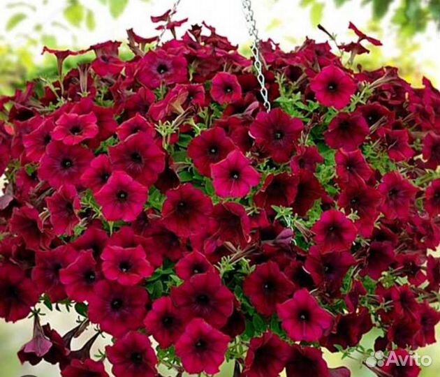 Ампельная петуния Изи Вейв,Шок Вейв