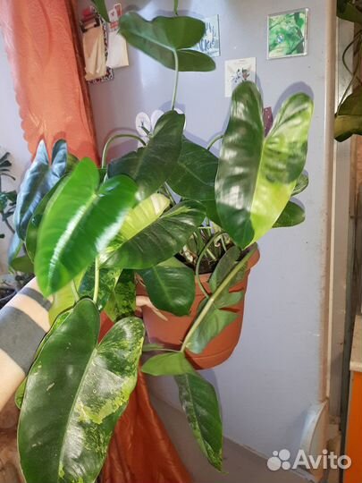 Филодендрон бурле макс вариегатный