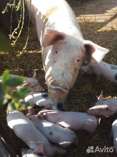 Свиноматка см-1