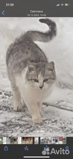 Кошка в дар