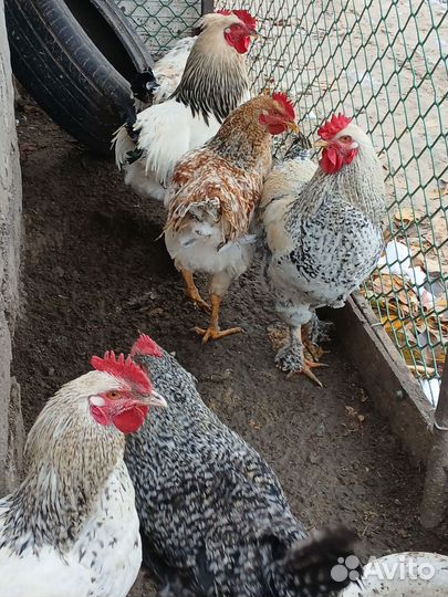 Молодые петухи