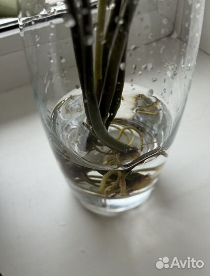 Замиокулькас черенки